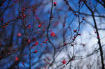 DSC_9594s.jpg