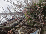 DSC00661s.JPG