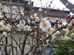 DSC00662s.JPG