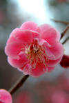 DSCF6982s.jpg