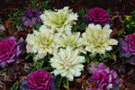 DSCF7030s.jpg