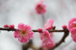 DSCF7055s.jpg