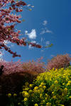 DSCF8075s.jpg