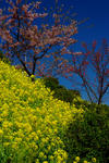 DSCF8199s.jpg
