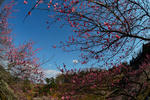 DSC_0072s.jpg