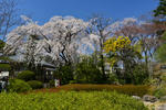 DSC_0219s.jpg