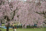 DSC_0474s.jpg