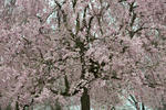 DSC_0480s.jpg
