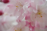 DSC_0485s.jpg