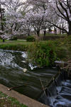 DSC_0519s.jpg