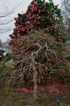 DSC_0560s.jpg