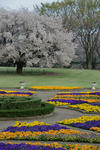 DSC_0594s.jpg
