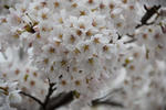 DSC_0629s.jpg