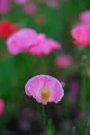 DSC_2189s.jpg