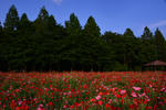 DSC_2226s.jpg