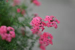 DSC_4588s.jpg