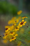 DSC_4595s.jpg