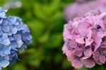 DSC_4616s.jpg