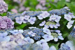 DSC_4636s.jpg