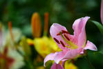 DSC_4867s.jpg