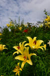 DSC_4872s.jpg