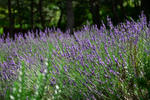 DSC_5019s.jpg