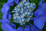 DSC_5429s.jpg