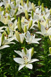 DSC_5724s.jpg