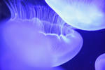 DSC_6299s.jpg