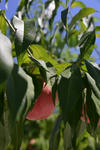 DSC_7031s.jpg