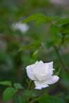 DSC_7065.jpg