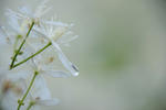 DSC_8109s.jpg