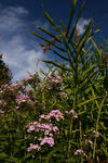 DSC_8183s.jpg