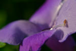 DSC_8185s.jpg