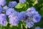 DSC_8186s.jpg