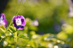 DSC_8194s.jpg