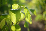DSC_8468s.jpg