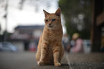 DSC_8492s.jpg