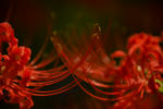 DSC_9046s.jpg