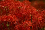 DSC_9053s.jpg