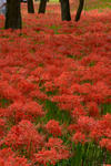 DSC_9107s.jpg