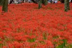 DSC_9119s.jpg