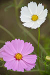 DSC_9265s.jpg
