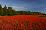 DSC_9380s.jpg