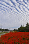 DSC_9406s.jpg