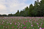 DSC_9417s.jpg