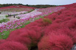 DSC_9504s.jpg