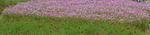 DSC_9479_stitch_s.jpg