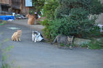 DSC_9876s.jpg