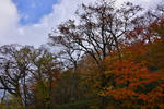 DSC_9917s.jpg